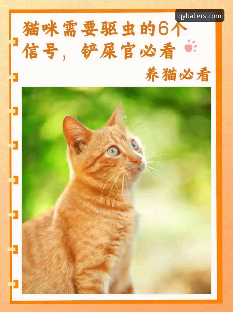 新手必看！千亿球友会官网入口评测的5个关键步骤，快速上手专业体育投注平台